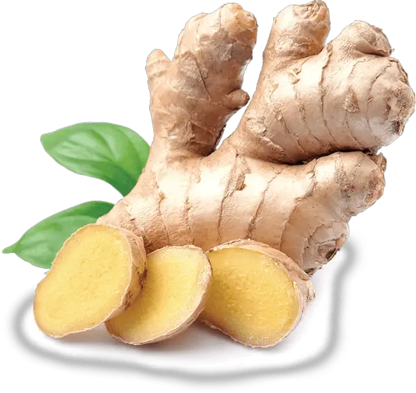 Indian Ginger