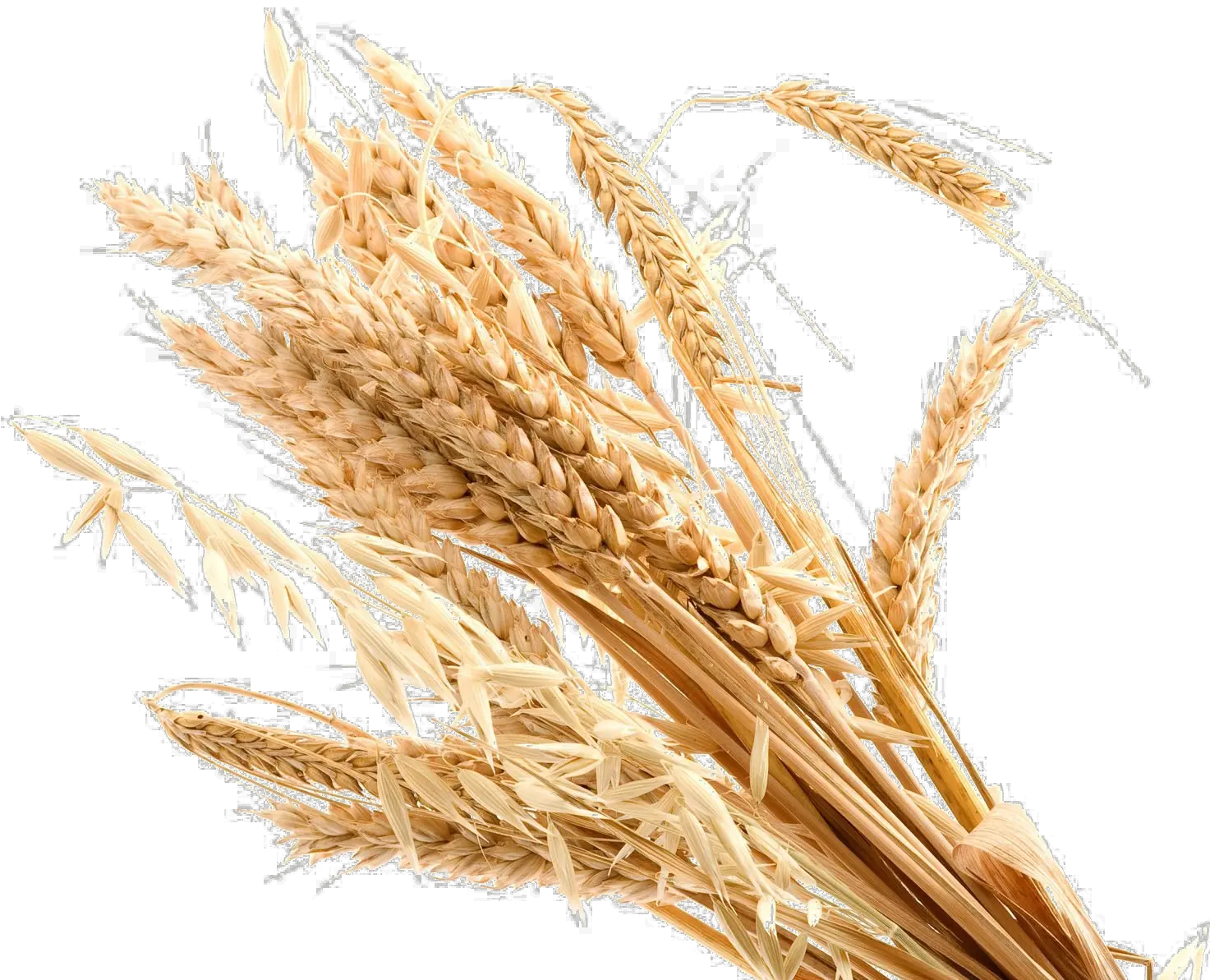 Wheat Transparent Background Png Transparent Transparent Background Wheat Png