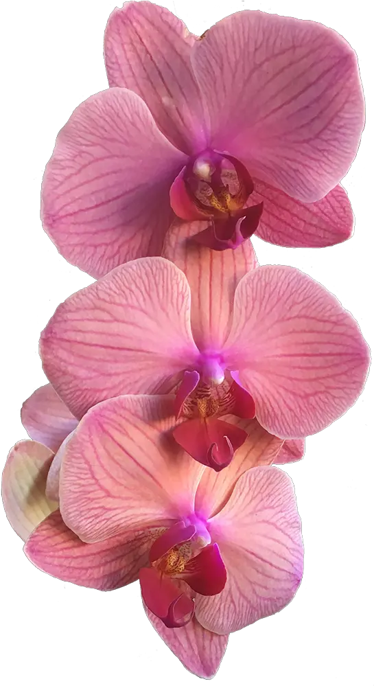 A Group Of Three Pink Orchids Pink Orchid Png