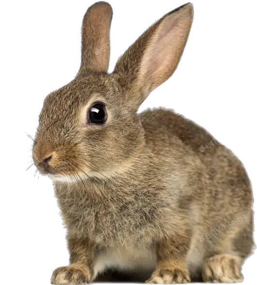 European Rabbit Png Free Download Rabbit With White Background