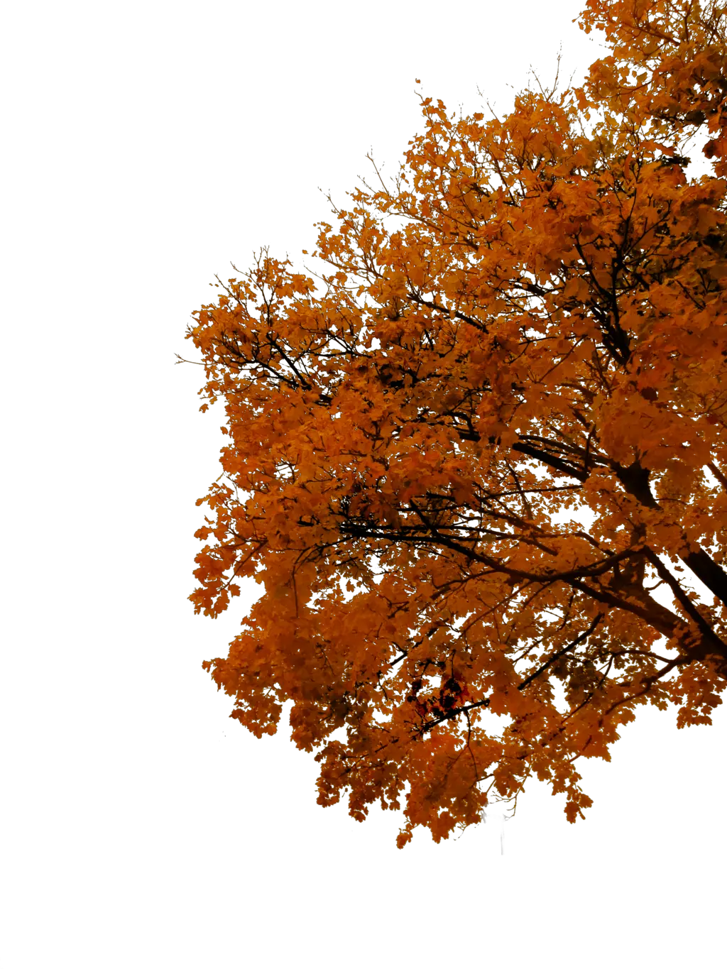 Autumn Cutout By Tigers Stock On Fall Tree Png