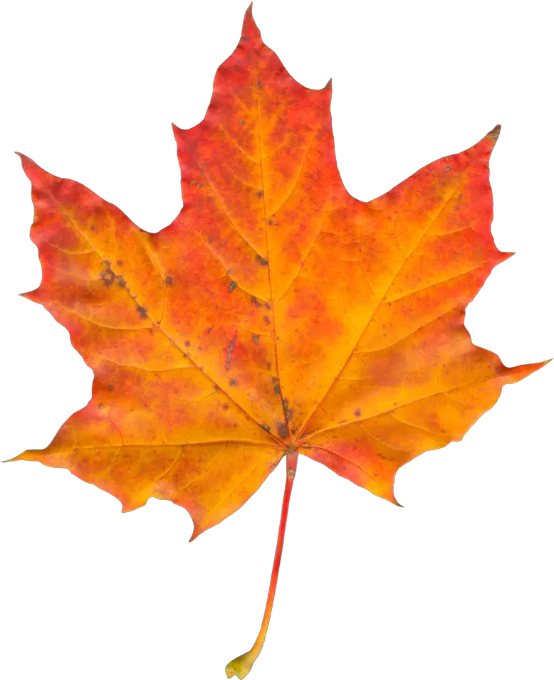 Autumn Leaf Png Image Autumn Leaf Png