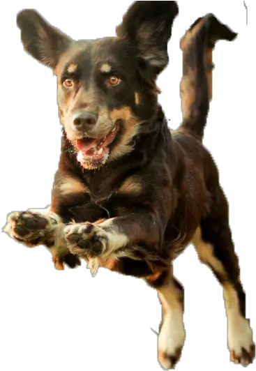 Dog Puppy Runs Transparent Background Dog Run Png