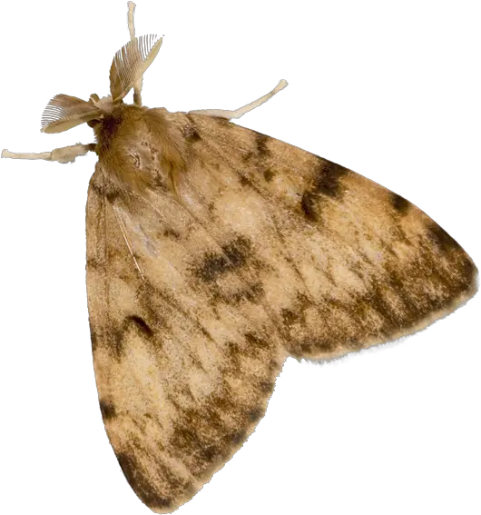 Gypsy Moth Adult Gypsy Moth Transparent