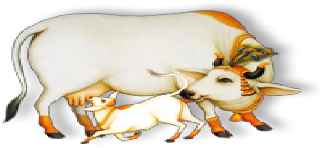 Indian Cow With Calf