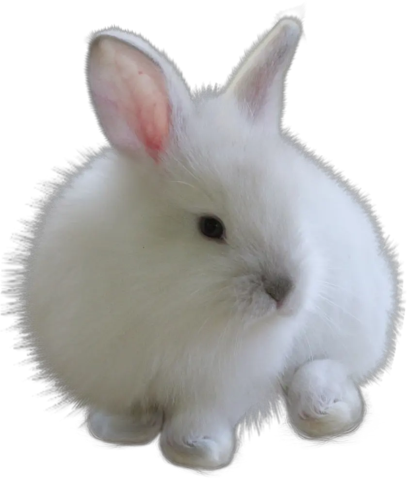 fuzzy bunny white rabbitfreetoedit Rabbit Png For Picsart