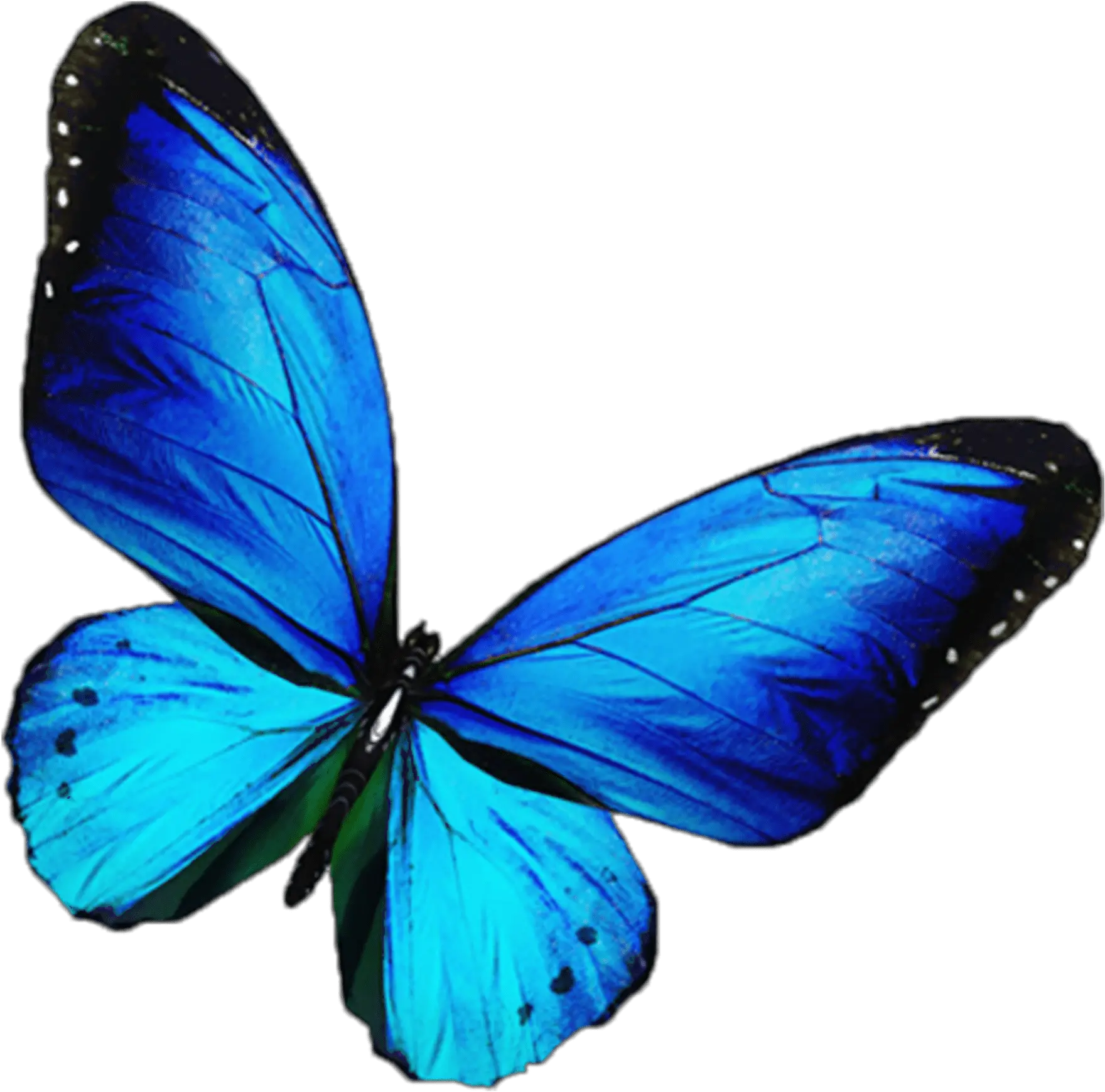 Butterfly Mariposa Blue Transparent Blue Butterfly Png