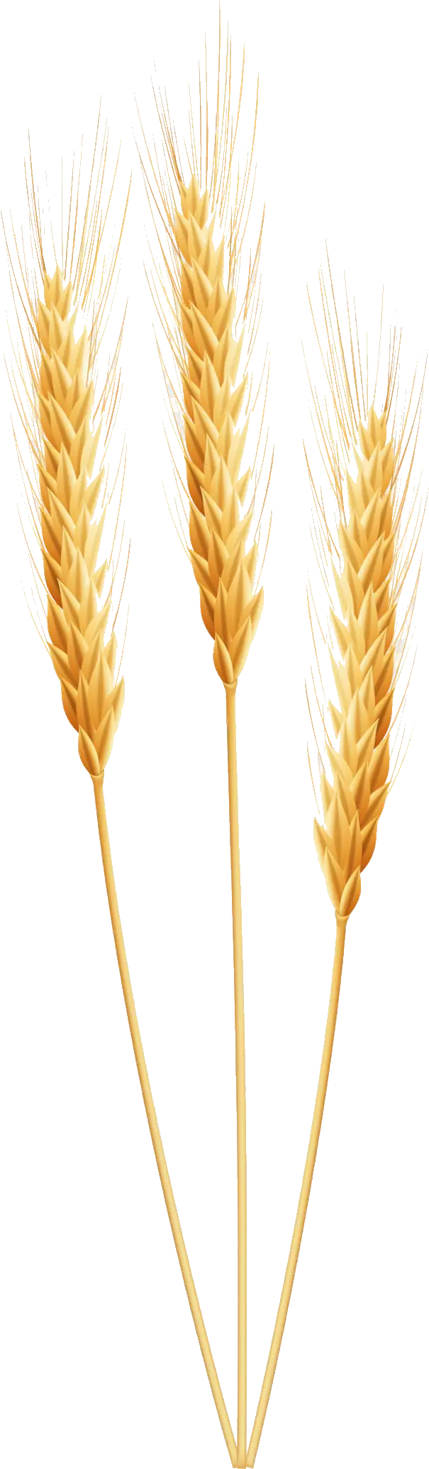 Wheat Clipart Wheet Free On Transparent Png Wheat Clipart Png