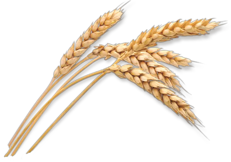 Wheat Stalk Png Download Transparent Wheat Png