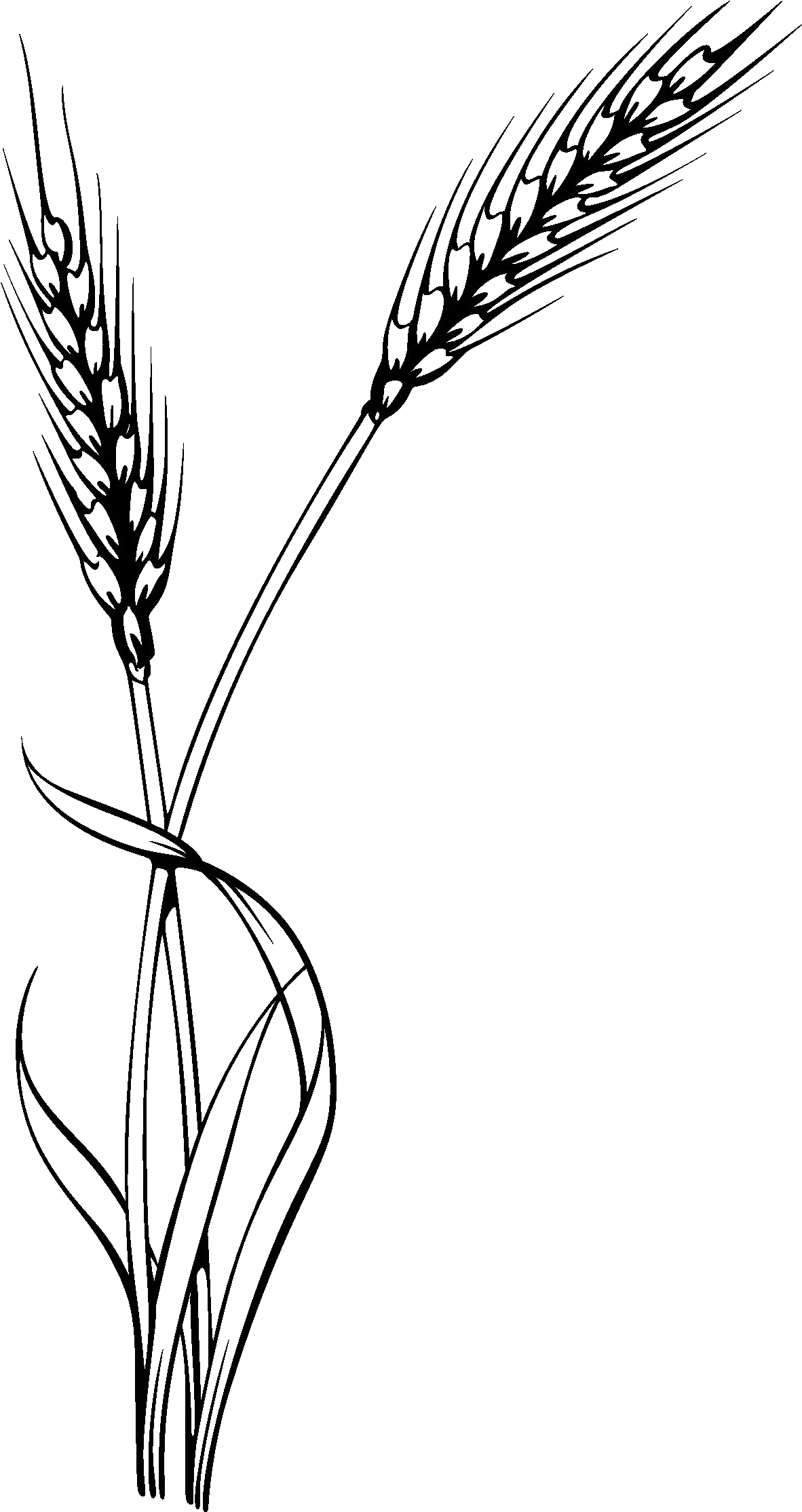 Wheat Clipart Black And White