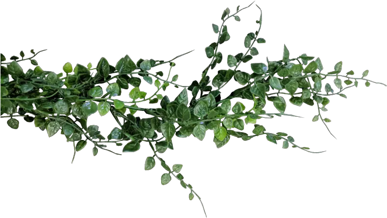 Eucalyptus Garland Png Transparent Background Eucalyptus Png