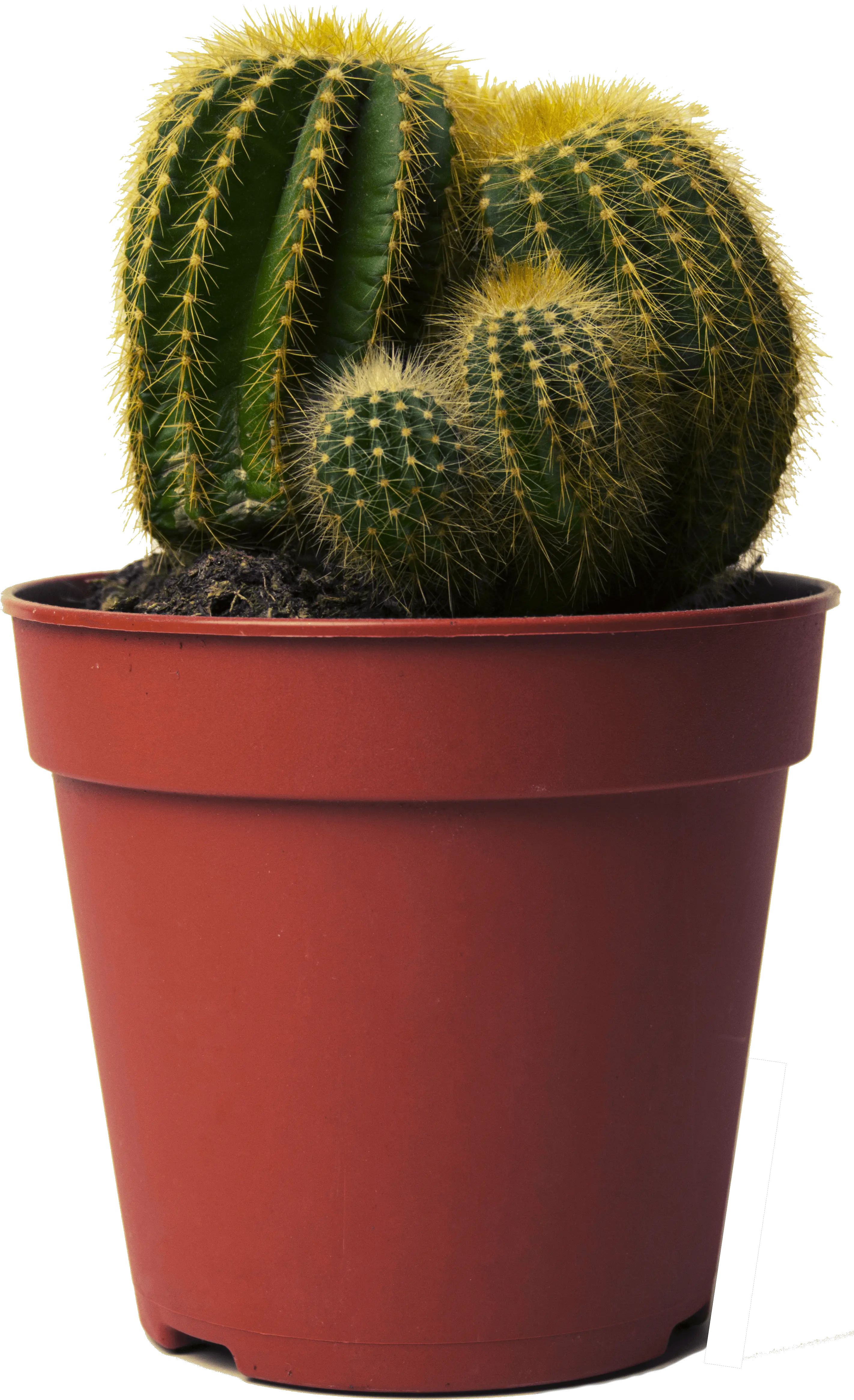 Cactus Png Small Cactus In Pot Png