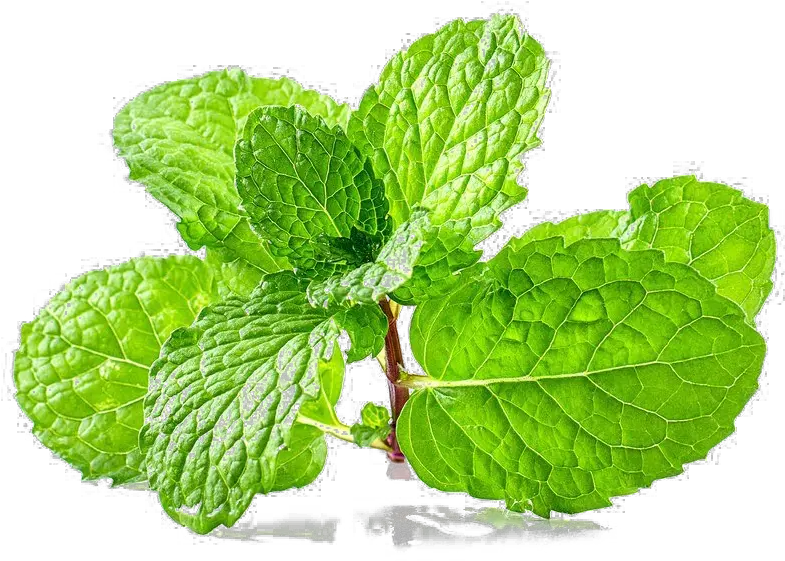 Mint Free Png Peppermint Png Free