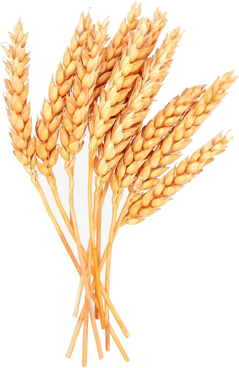 Wheat Vector Free Image Sheaves Of Clipart Transparent Wheat Png