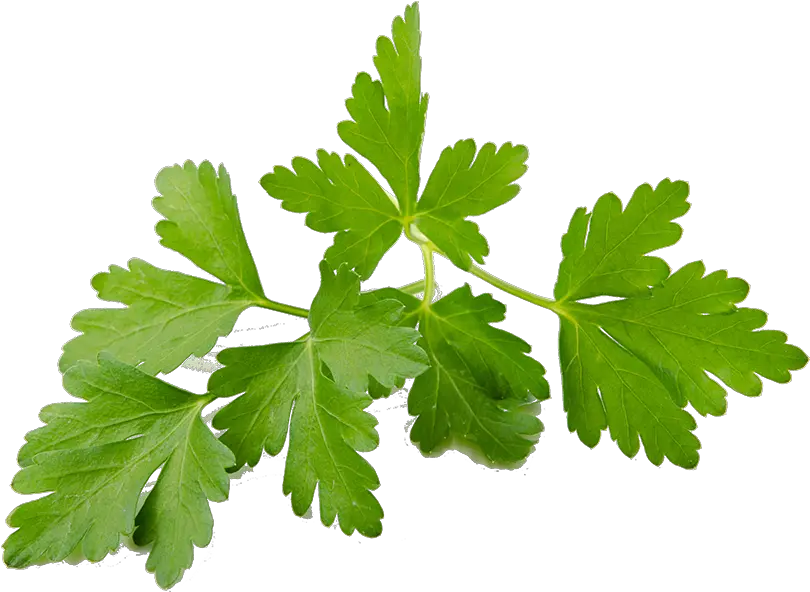 Coriander Sprouts Coriander