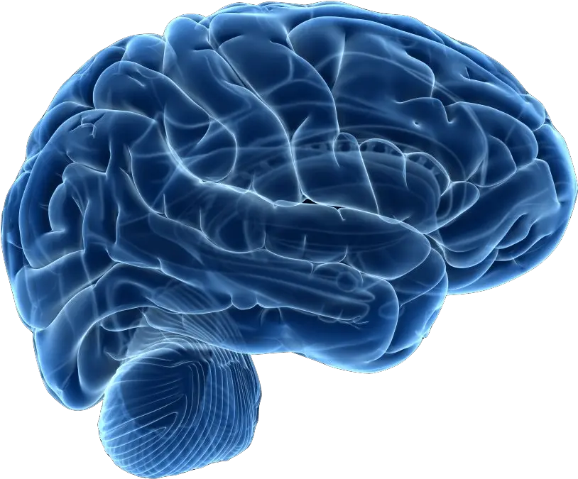 Human Brain Neuroimaging Neuroscience Therapy Human Brain Png