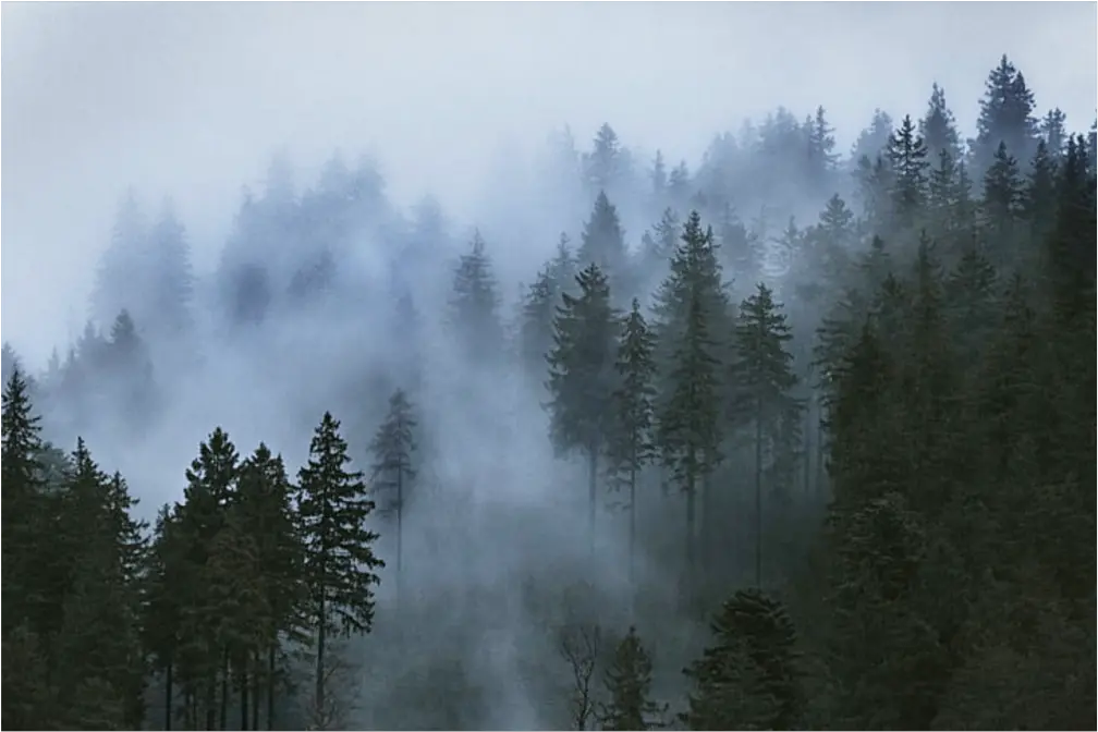 ftestickers forest background Foggy Mountain Pine Trees