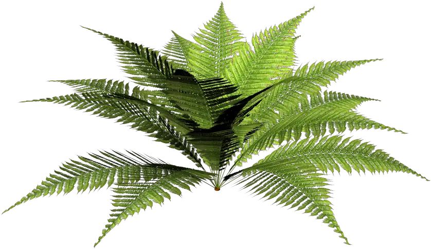 Hd Tropical Png Forest Forest Plants Png