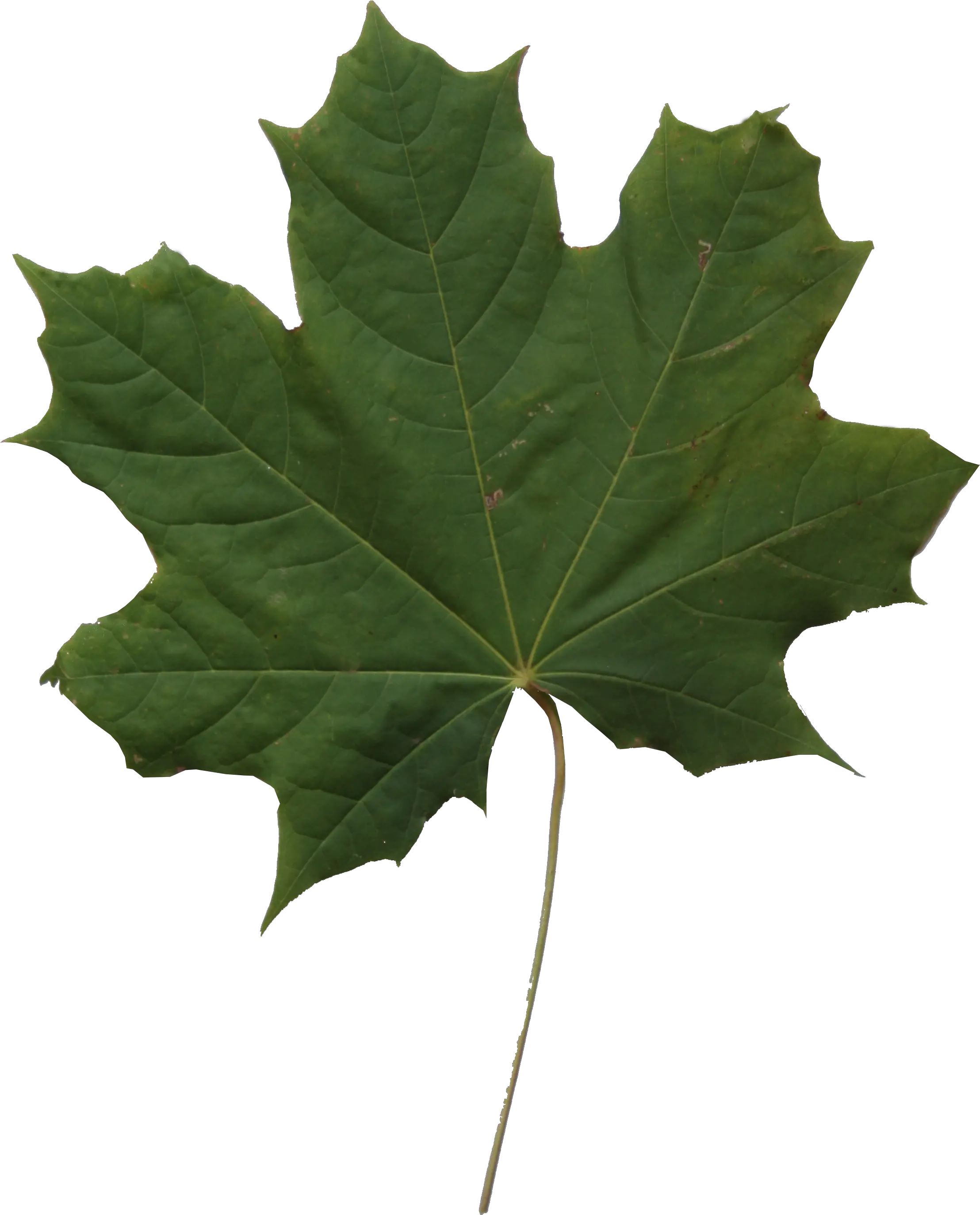 Leaf Texture With Alpha