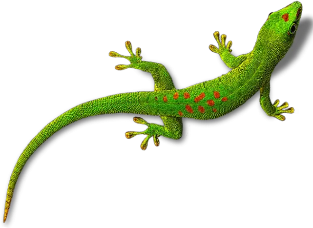 Gecko Png