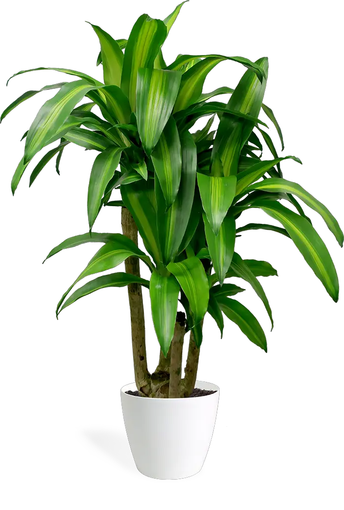 Dracaena Massangeana Stump Dracaena Fragrans Png