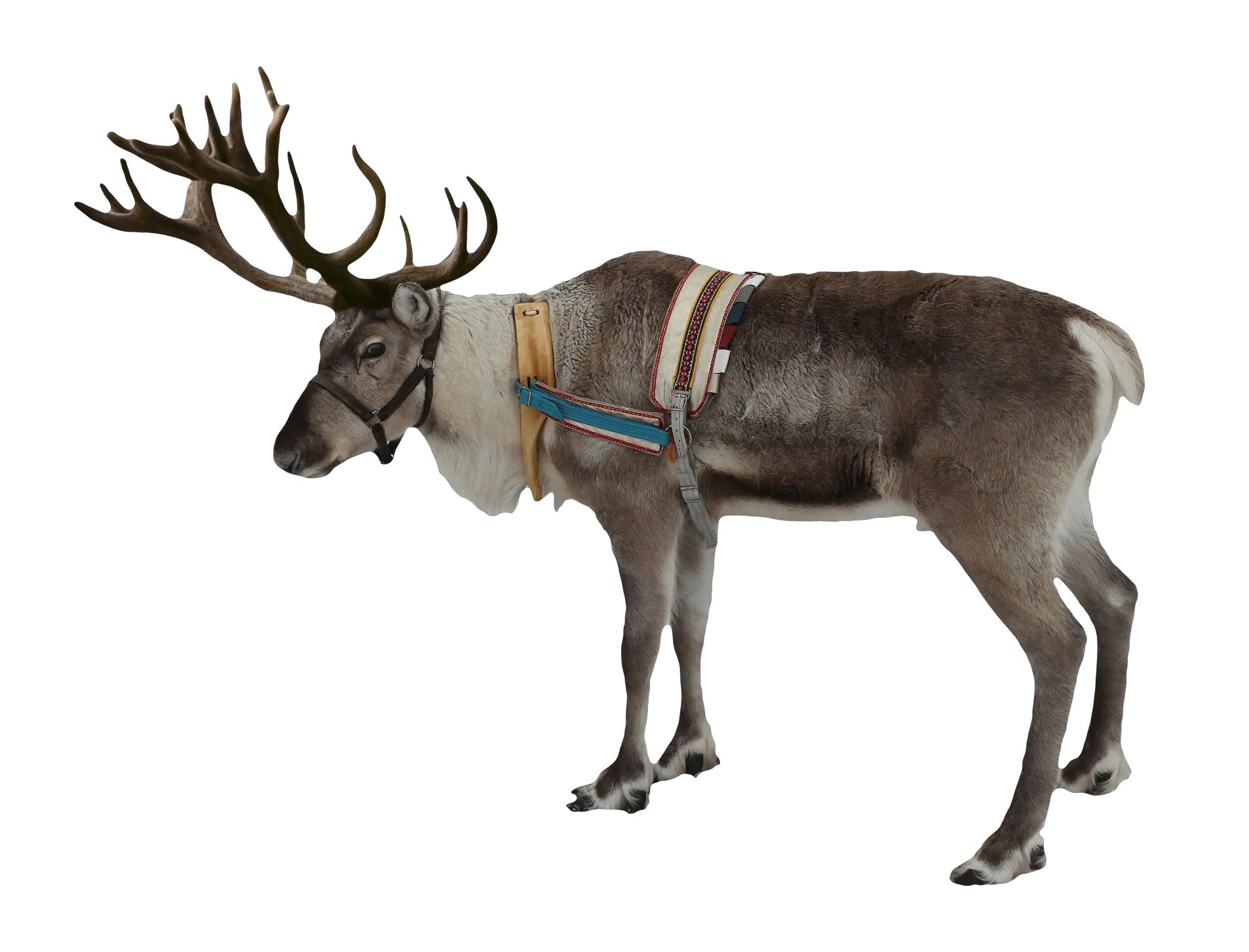 Santa Clauss reindeer PNG