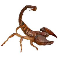 Scorpion PNG