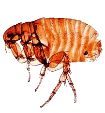 Flea PNG
