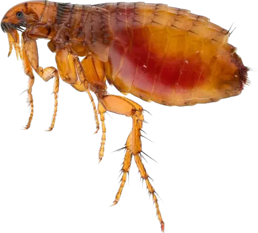 Flea PNG