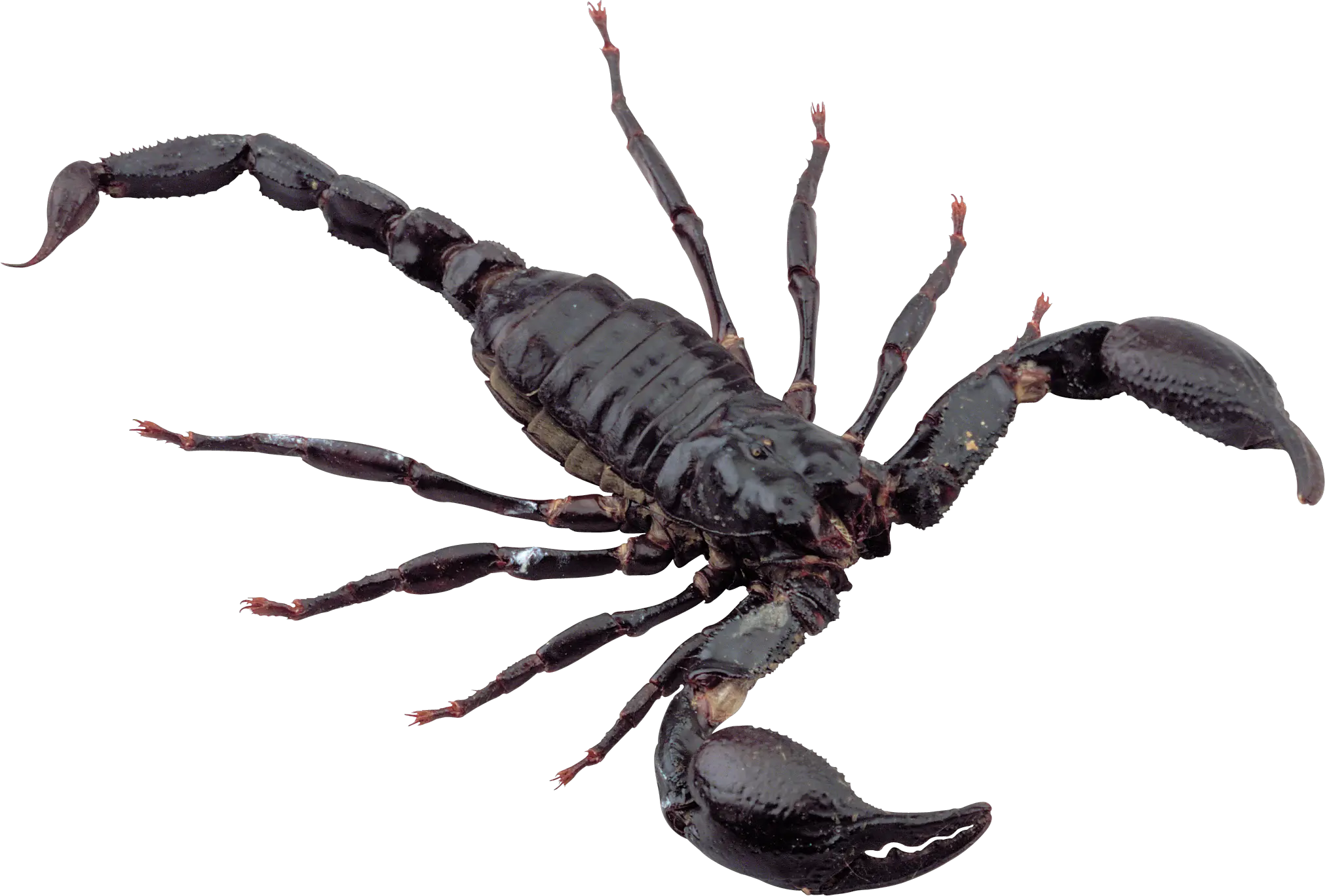 Scorpion PNG