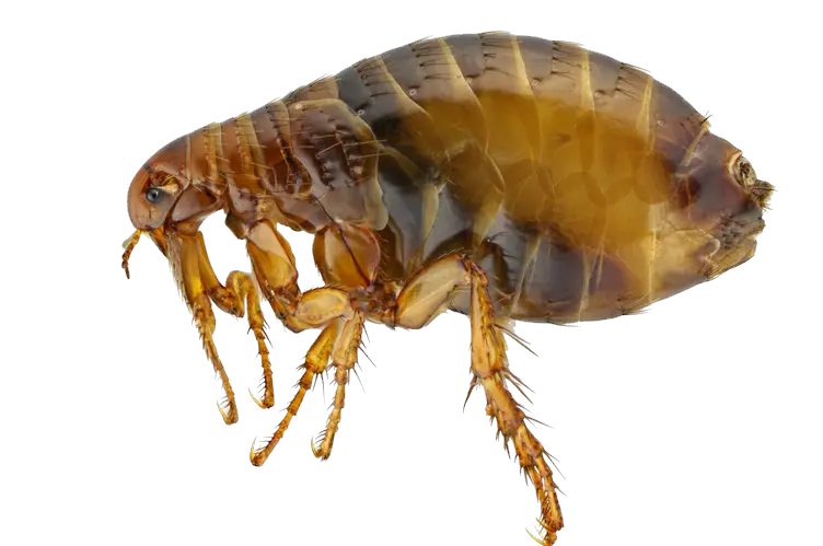 Flea PNG