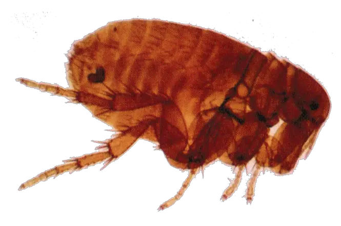Flea PNG
