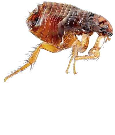 Flea PNG