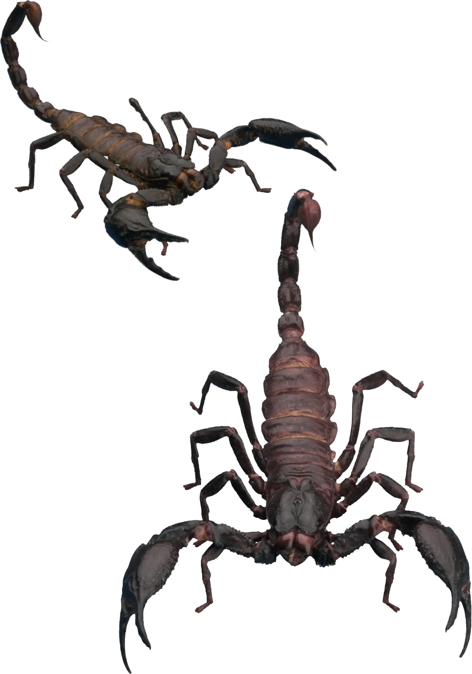 Scorpion PNG
