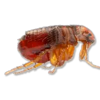 Flea PNG