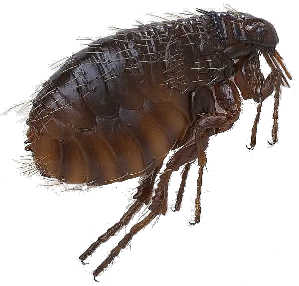 Flea PNG