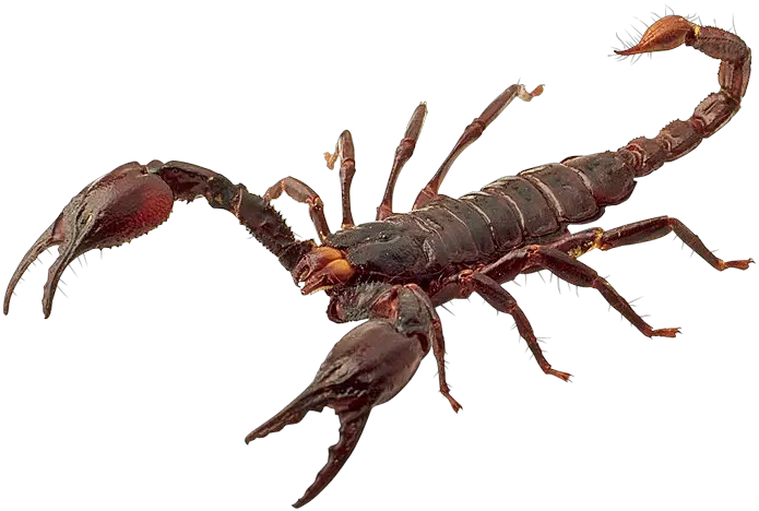 Scorpion PNG