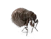 Flea PNG