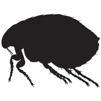 Flea PNG