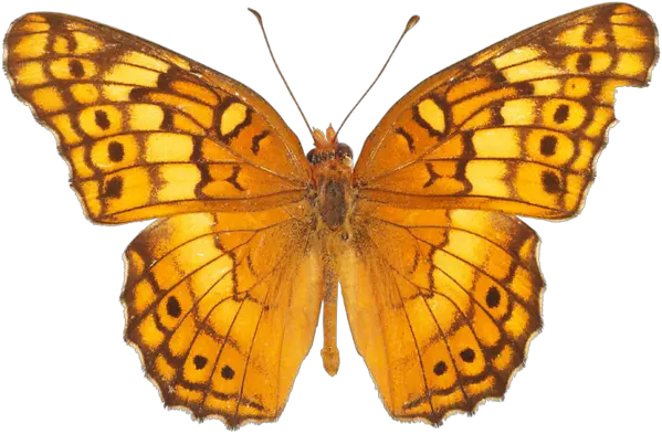 Orange butterfly PNG image butterflies free download