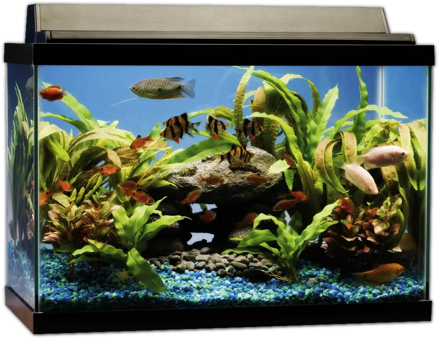 Aquarium PNG