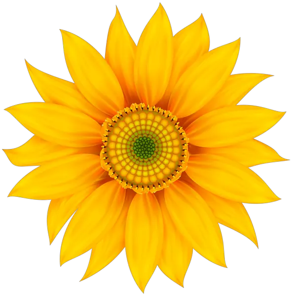 Sunflower PNG