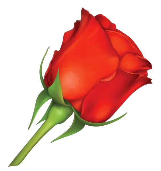 Rose PNG