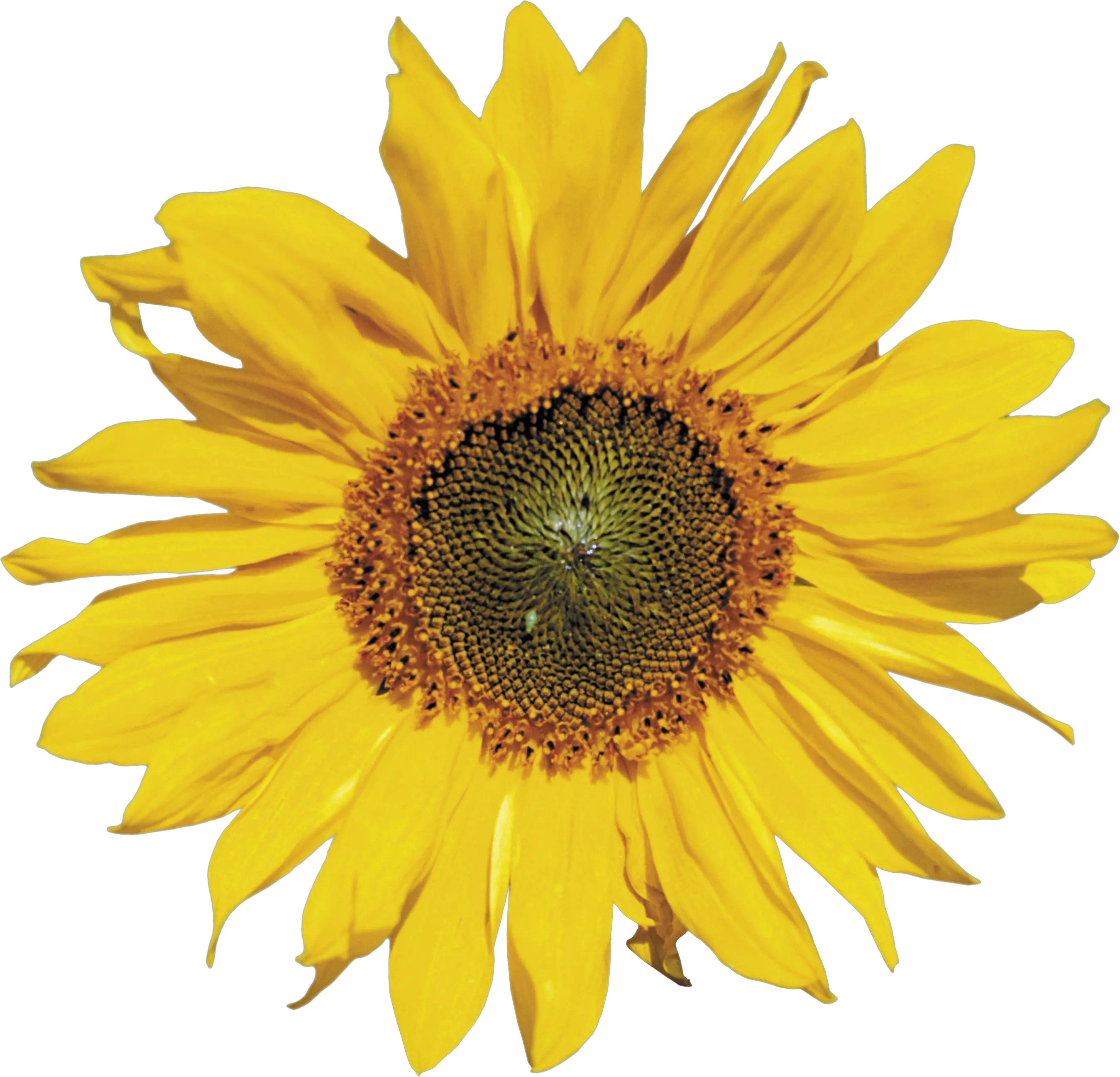 Sunflower PNG
