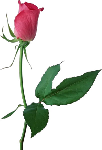 Rose PNG