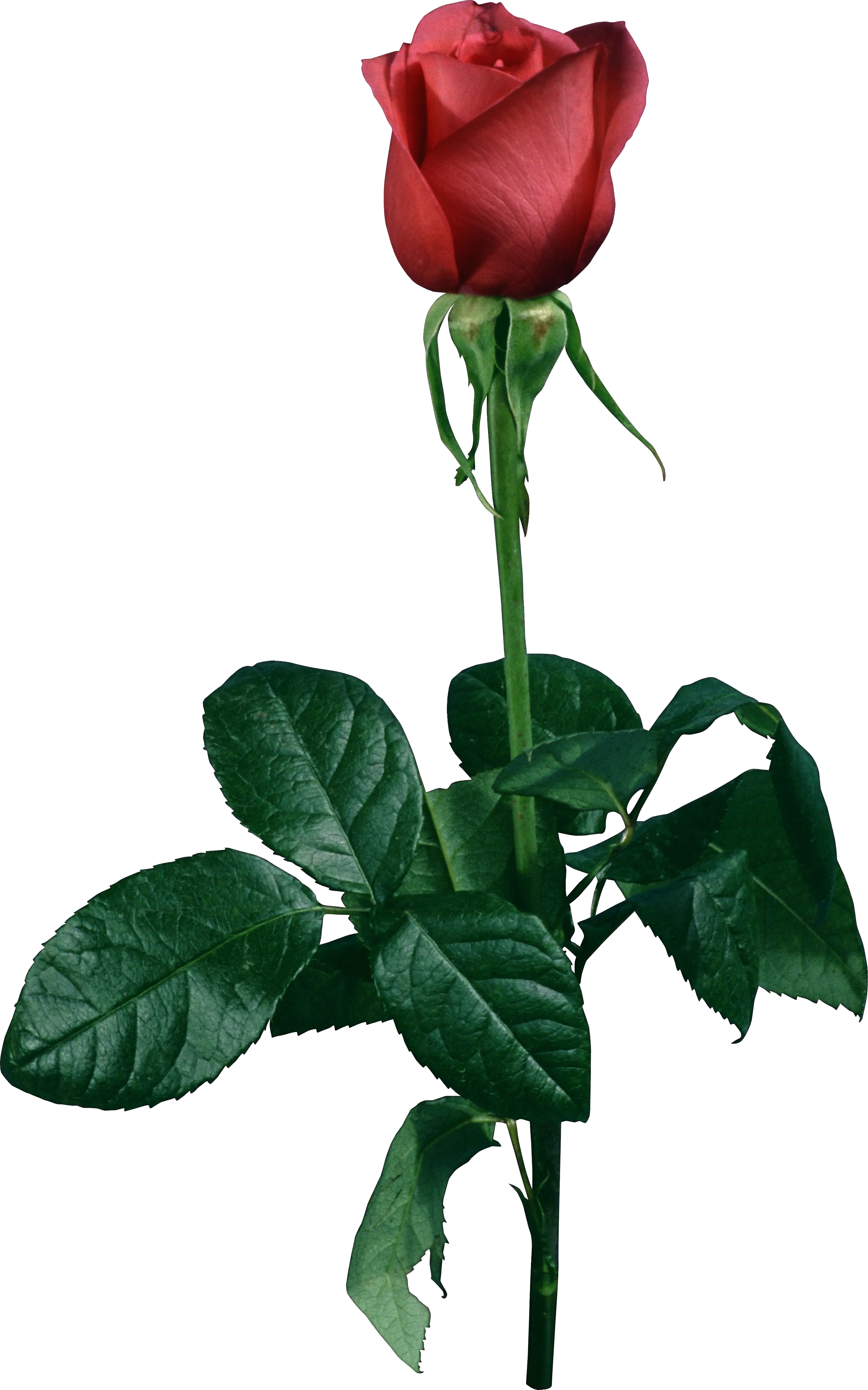 Rose PNG