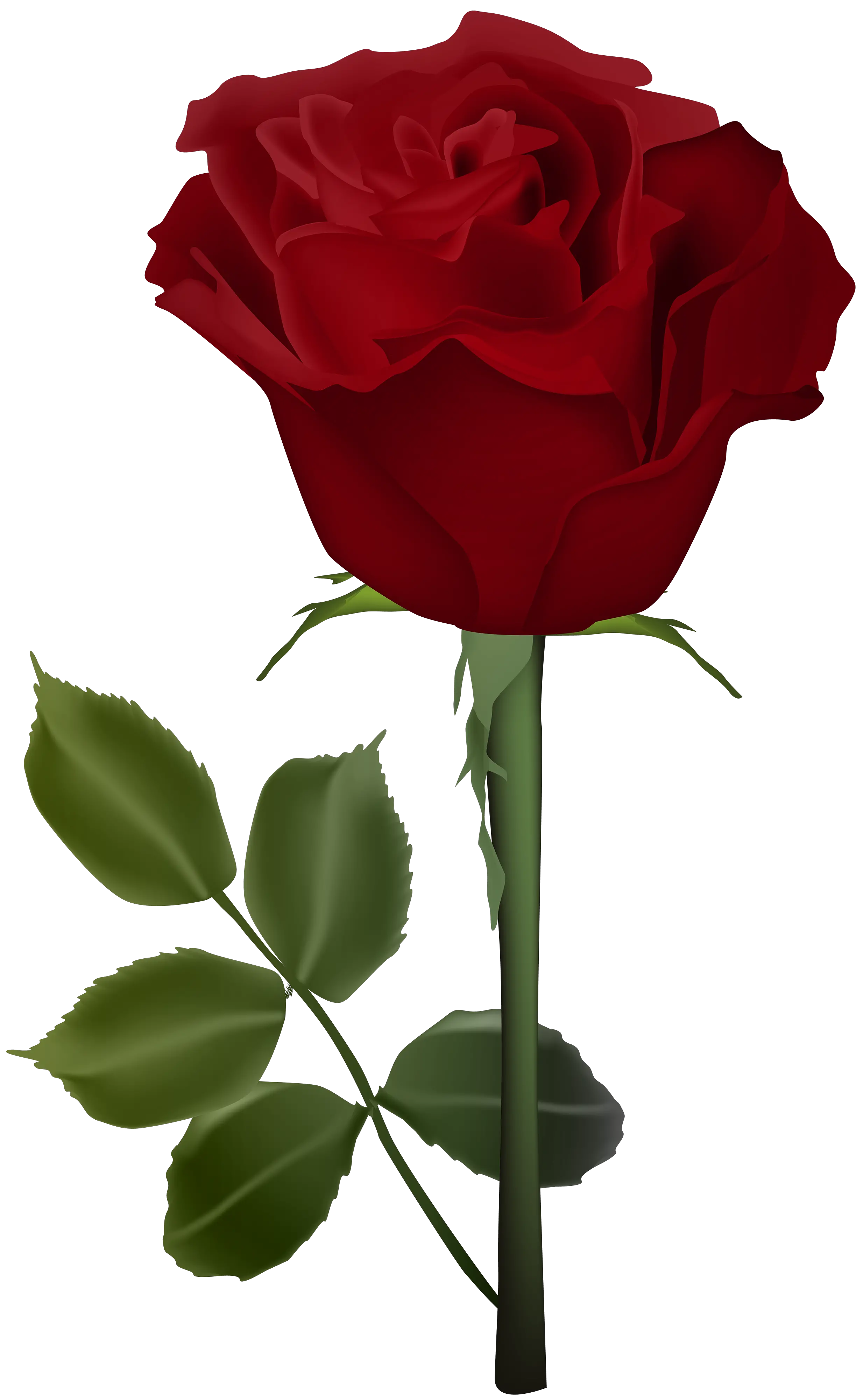Rose PNG