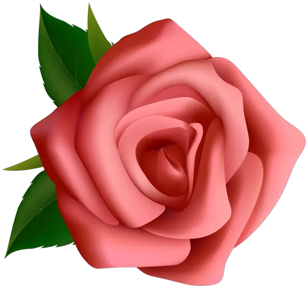 Rose PNG