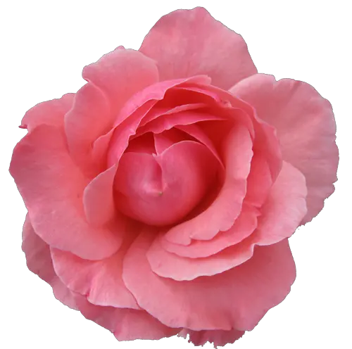 Pink rose png image free picture download