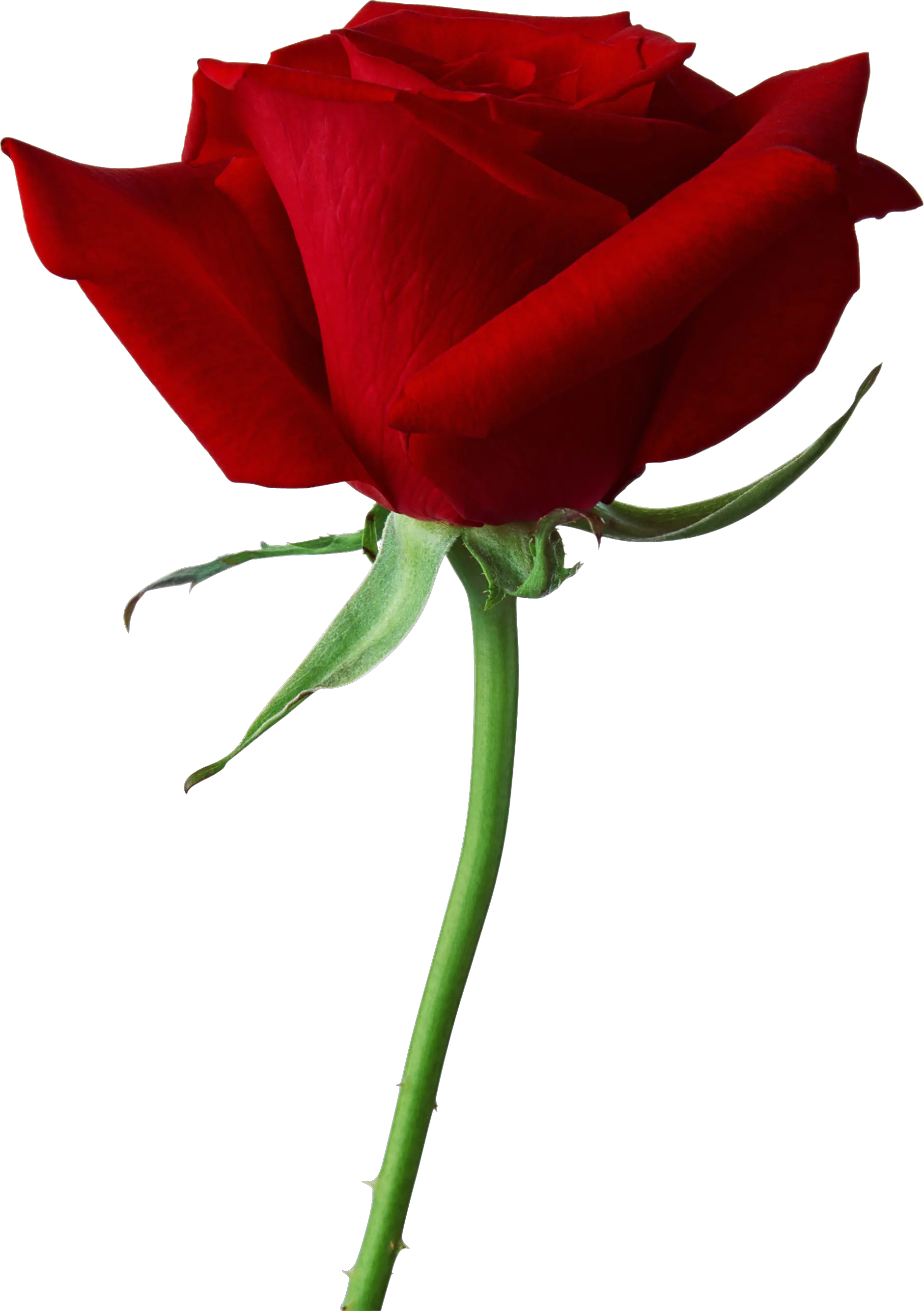 Rose png image free picture download